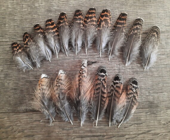 Spruce & Ruffed Grouse Small Feathers Mix, Partridge, North  American/canadian Game Bird, Crafting Material, Fishing Bait Making lot of  17 -  Canada