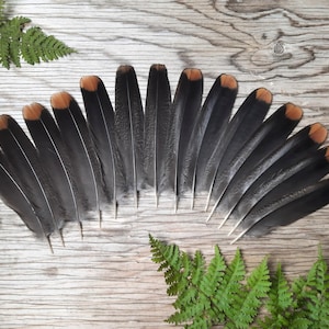 Spruce Grouse Tail Feathers, Partridge, North American/Canadian Game Bird, Crafting Material (Lot of 14)