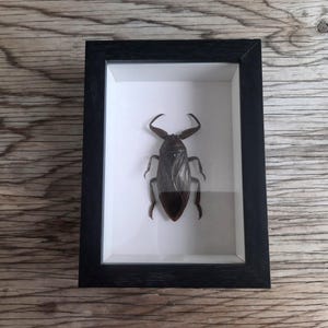 Peut inclure: Un spécimen d'insecte encadré d'une punaise d'eau, présenté sur un fond blanc avec un cadre noir.