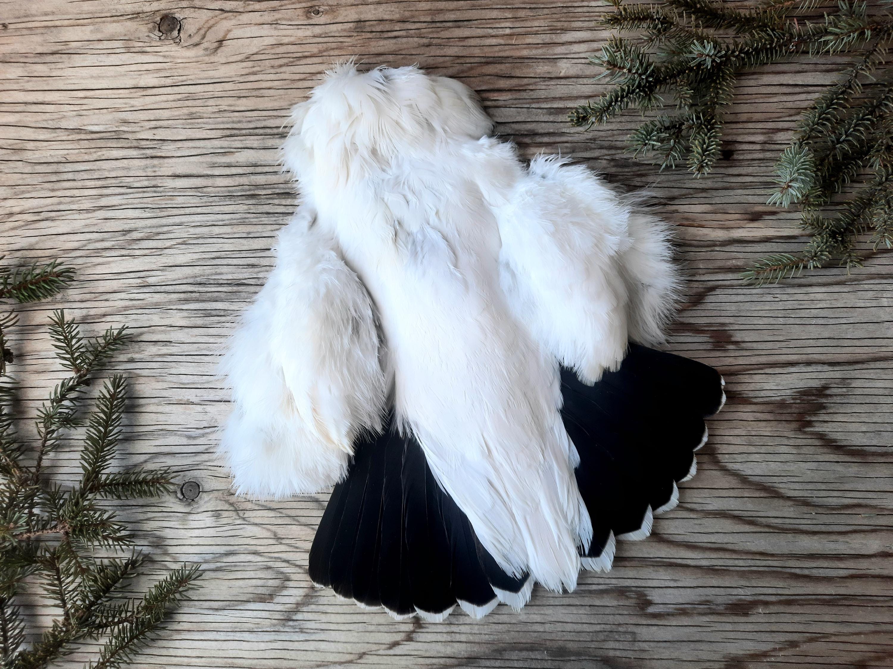 Bird skin taxidermy - Etsy 日本