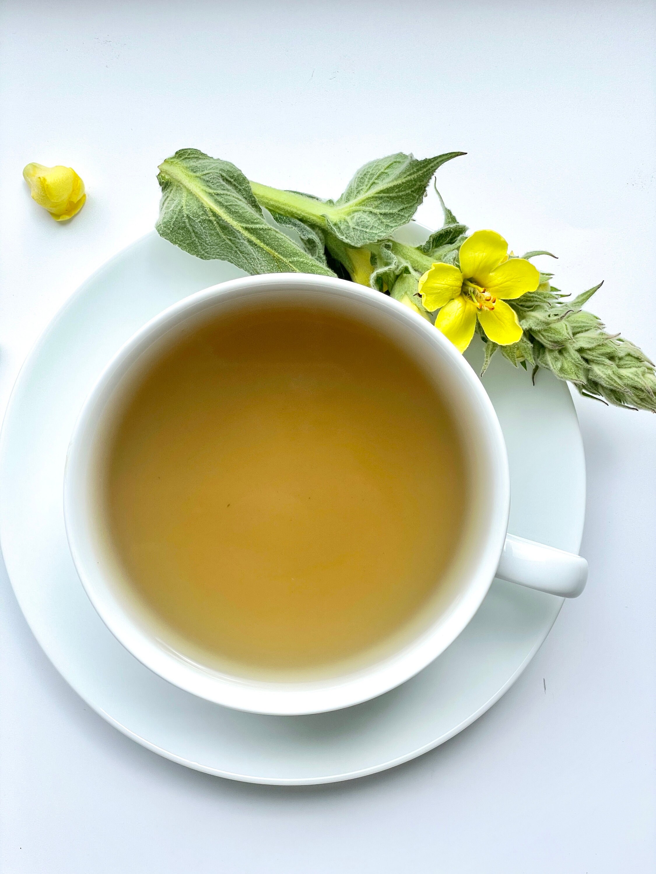 Mullein Leaf Tea Pure Herbal Tea Series by Palm Beach Herbals 30 Tea Bags 100% Natural - Etsy