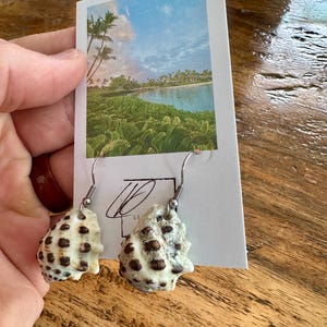 May include: A pair of earrings featuring small, brown and white seashells with silver hooks.