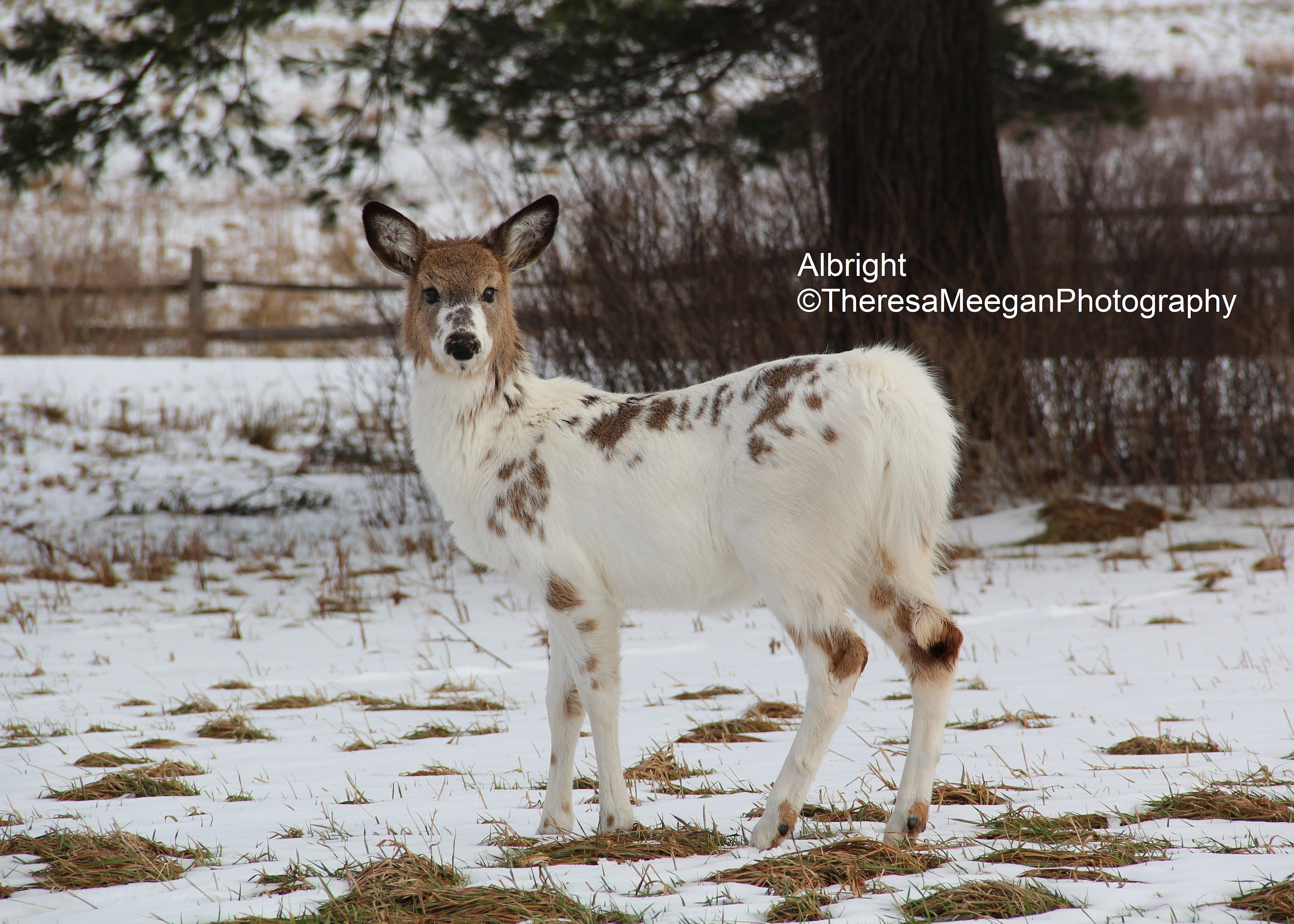 Piebald deer 2024