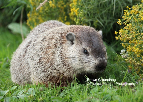 Mink marmot shop