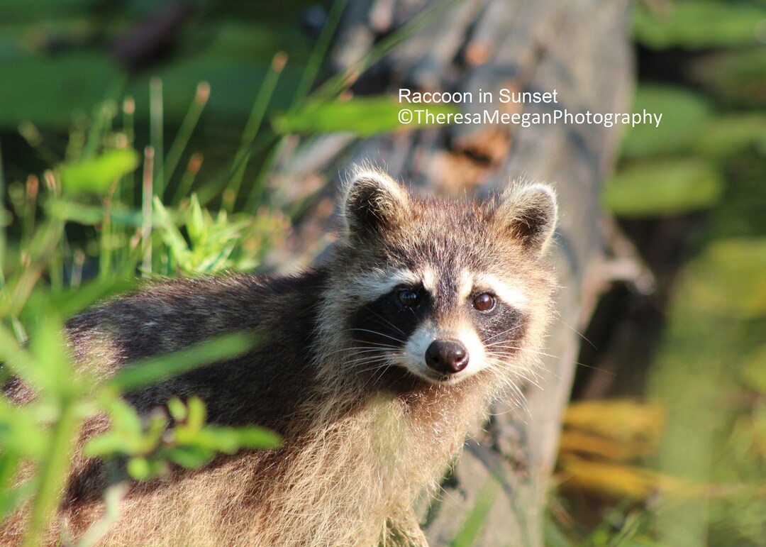 Raccoon and Beaver Assortment of Prints Your Choice of One Etsy UK