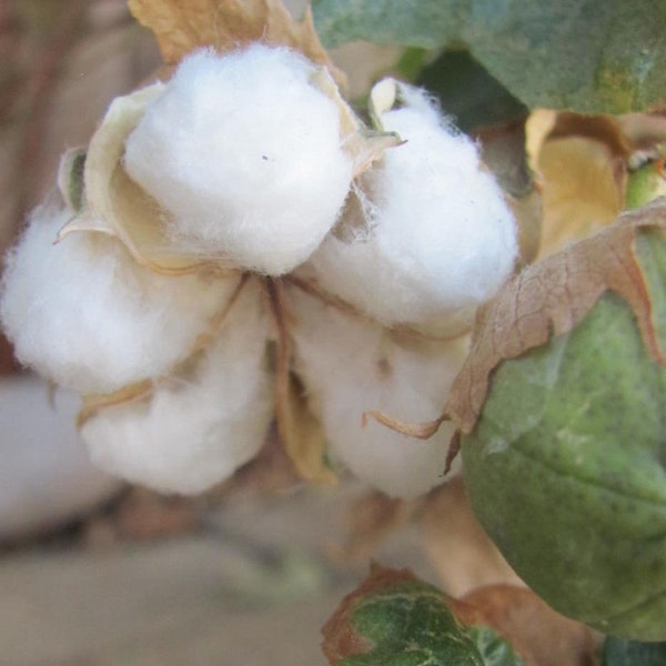 Raw Arizona Cotton with seeds 100g