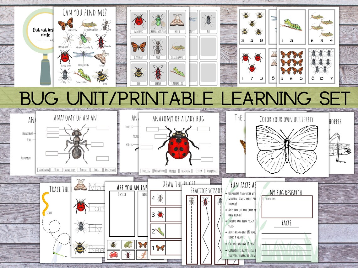 Insect Learning Bundle, Prek/kindergarten Bug Worksheets, Printable ...