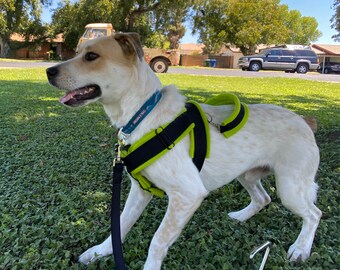 y front service dog harness