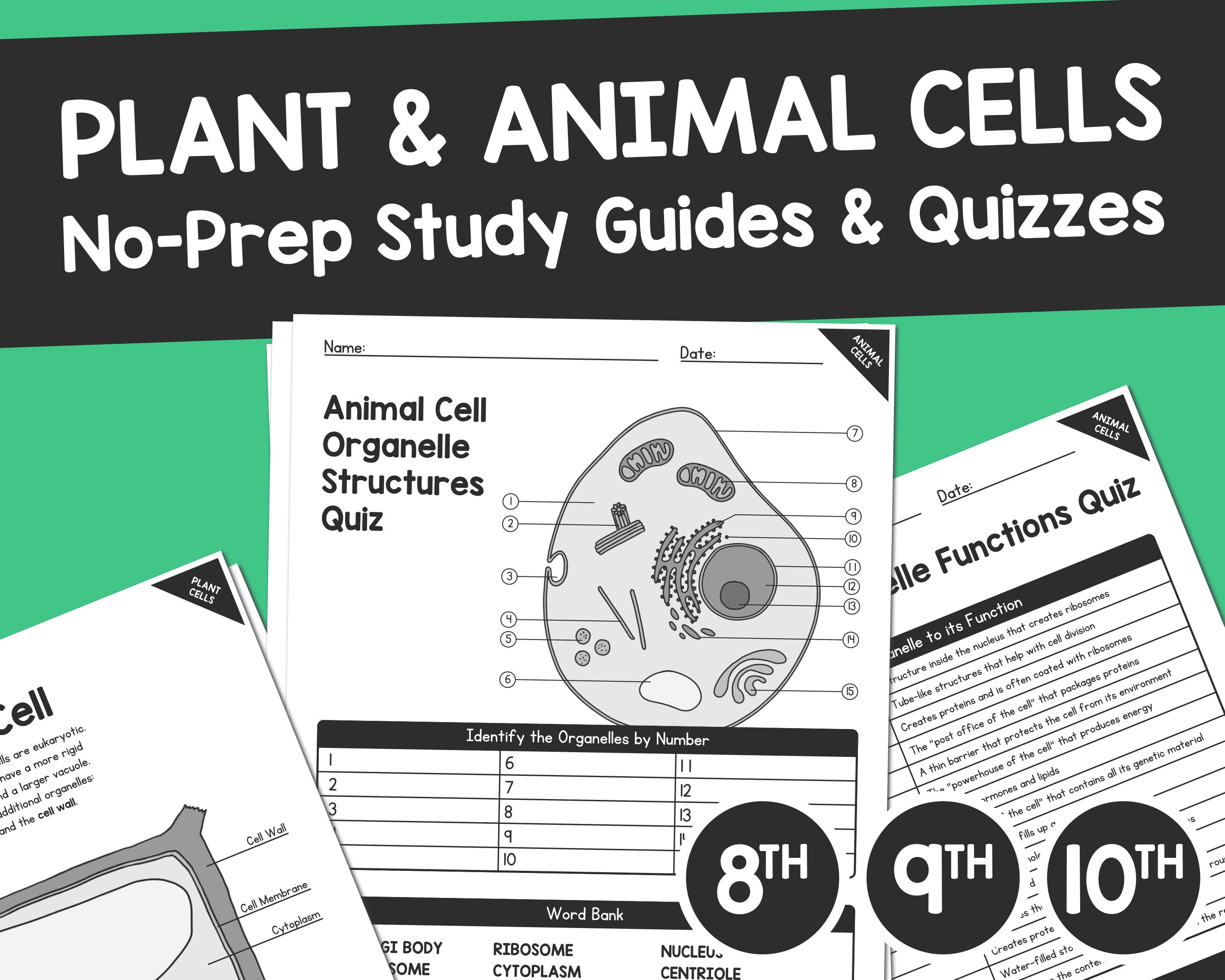 plant animal cell organelle structures functions etsy