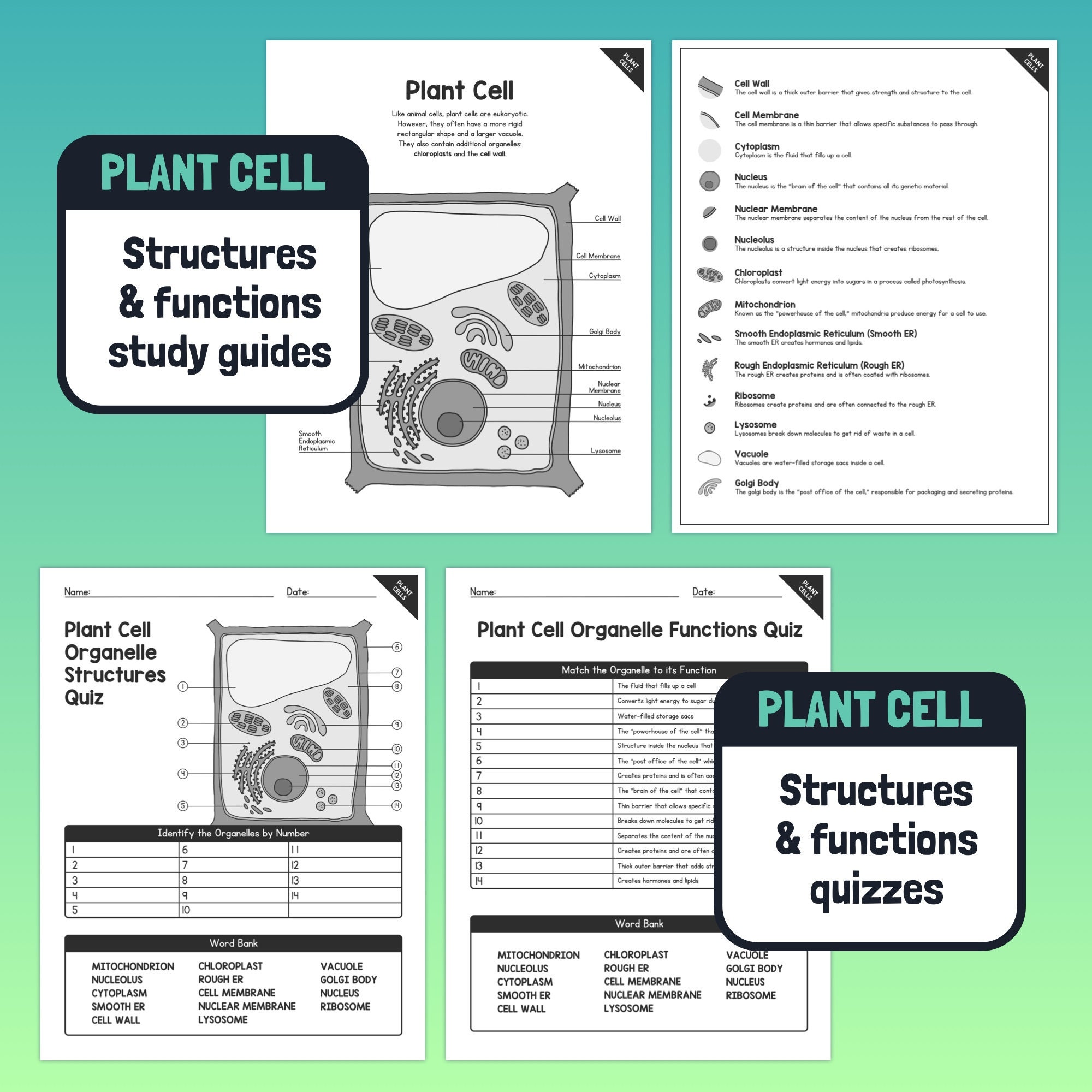 Plant & Animal Cell Organelle Structures and Functions | Cells Unit ...