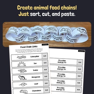 Food Chain Activity | 2nd, 3rd, 4th Grade Animal Ecosystem Food Chain ...