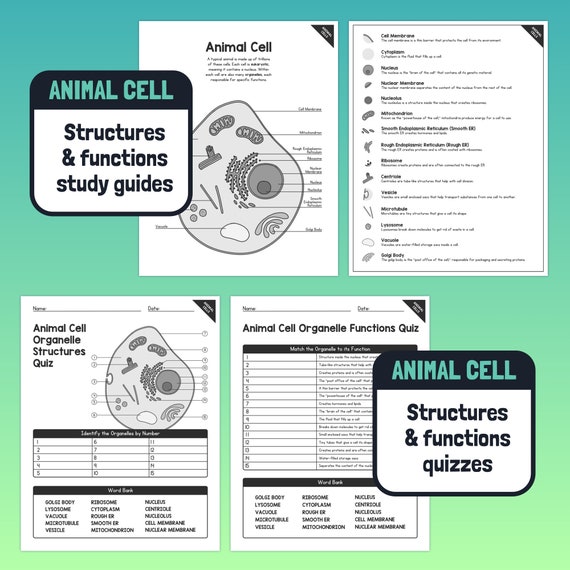 Plant & Animal Cell Organelle Structures + Functions Worksheets – 8th, 9th,  10th Grade Science (Printable PDF Download)