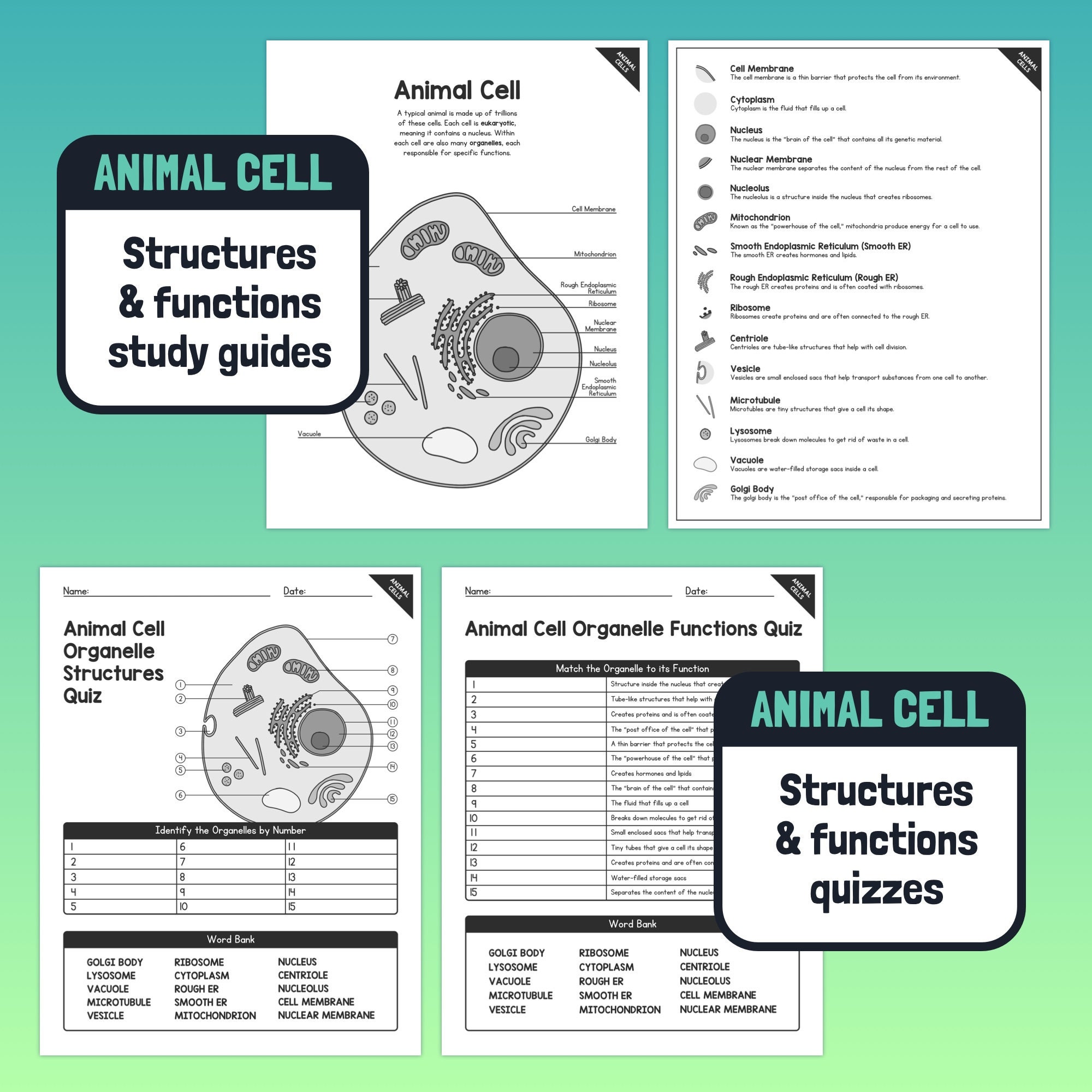 Plant & Animal Cell Organelle Structures and Functions Cells - Etsy Plant & Animal Cell Organelle Structures and Functions Cells - Etsy