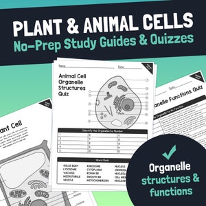 May include: Black and white printable worksheet for students to learn about animal cell organelles. The worksheet includes a diagram of an animal cell with labels for each organelle and a table to match the organelles to their functions. The text "Animal Cell Organelle Structures Quiz" is at the top of the worksheet.