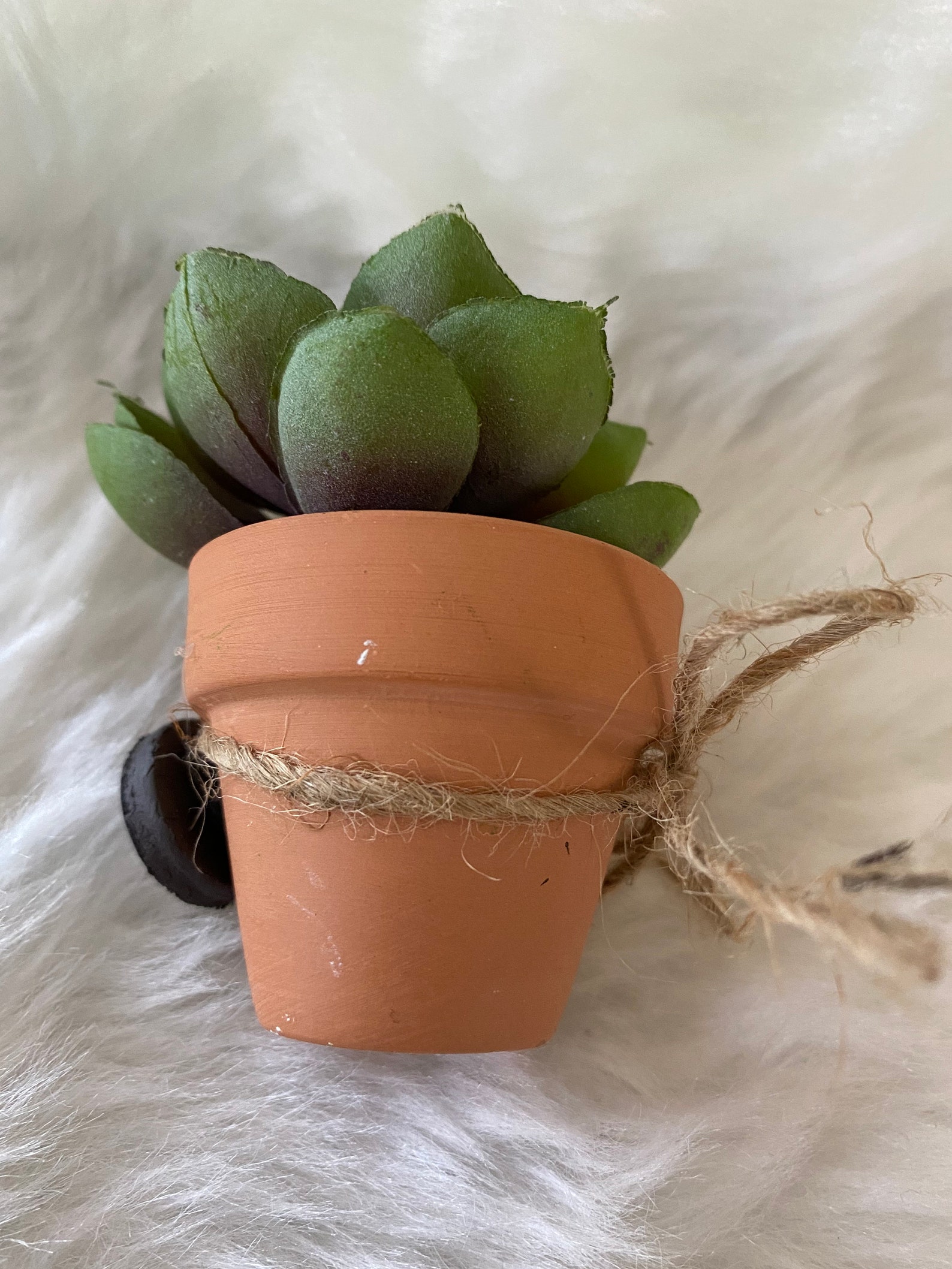 Succulent Etsy