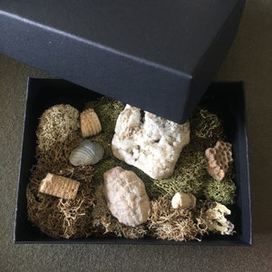 Curated marine invertebrate fossil collection with Kentucky geodes