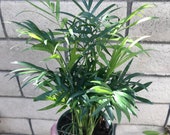 Neanthe Bella Palm, also known as Chamaedorea Elegans Bella , Table Palm, Miniature Fishtail Dwarf Palm, Lucky Palm Parlor Palm