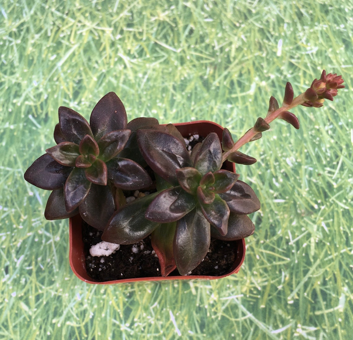Echeveria Licorice Healthy Succulent 2inch Pot Etsy UK