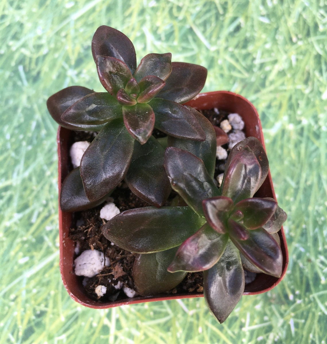 Echeveria Licorice Healthy Succulent 2inch Pot Etsy UK