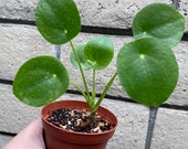 Pilea Peperomioides also known as Chinese Money plant and Pancake plant, Healthy House Plant, 4-inch pot, On Sale