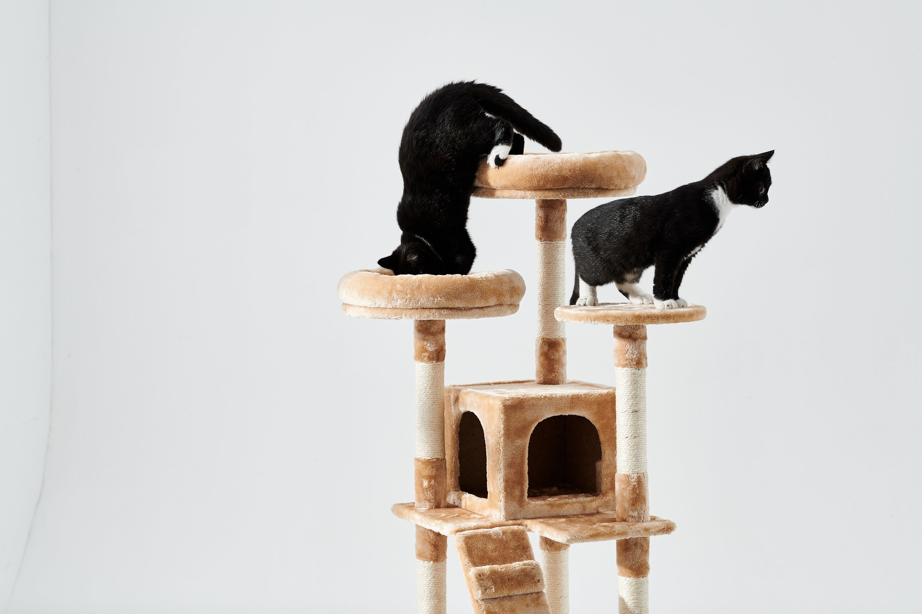 Cat Tree CAT SCRATCHING TREE 140cm Kitten Scratching Post Etsy
