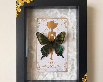 Mariposa cola de golondrina negra alpina (Papilio maackii) con la carta del Tarot de la Estrella.