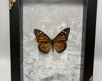 Monarchvlinder Danaus Plexippus ingelijst insect