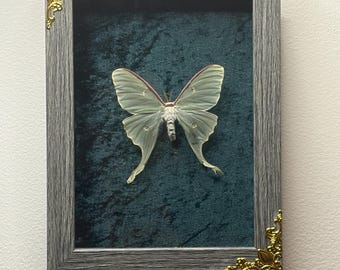 Luna Moth Actias Luna Inramad Insekt