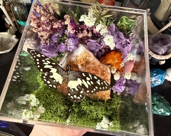 Citrinkluster med fjärilsterrarium