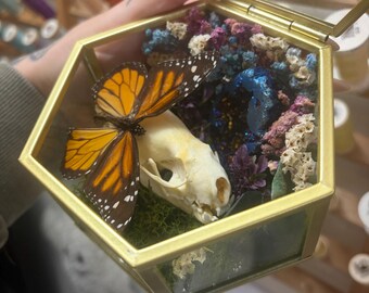 Minkskalle med fjäril i ett guldfärgat hexagonterrarium