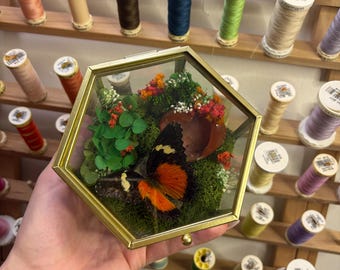 Druzykarneol med fjäril i ett guldfärgat hexagonterrarium
