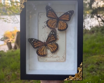 Monarkfjäril Danaus Plexippus inramad insekt med tarotkort