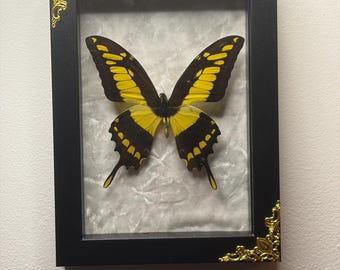 Kungssvalstjärt Papilio Thoas inramad insekt