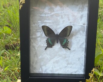 Alpin svart svalstjärtfjäril Papilio Maackii inramad insekt