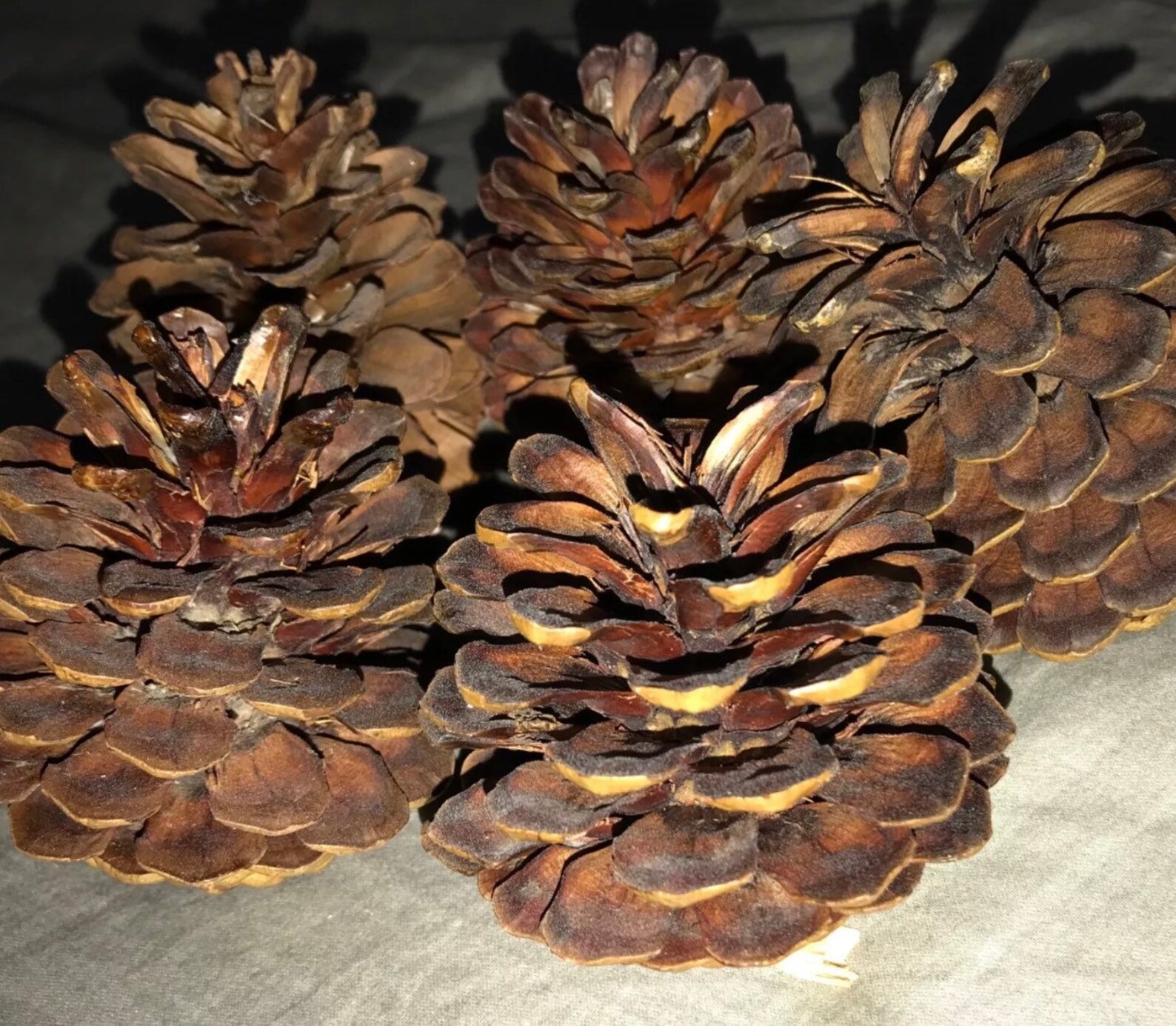 P3 5 PCS Australian Natural Pine Cones Large 9 à 11cm pour Etsy