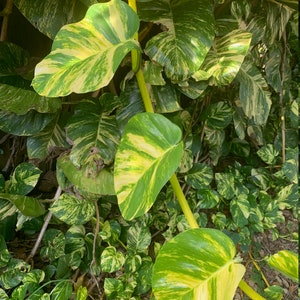 Devil's Ivy (Pothos) Small LIVE Clippings