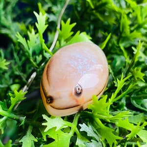 FISH Aqeeq Agate From Yemeni Rare Largest Quality Natural Organic 100% Natural Hakik Fish Face Figure Cabochon Untreated Gemstone Healing