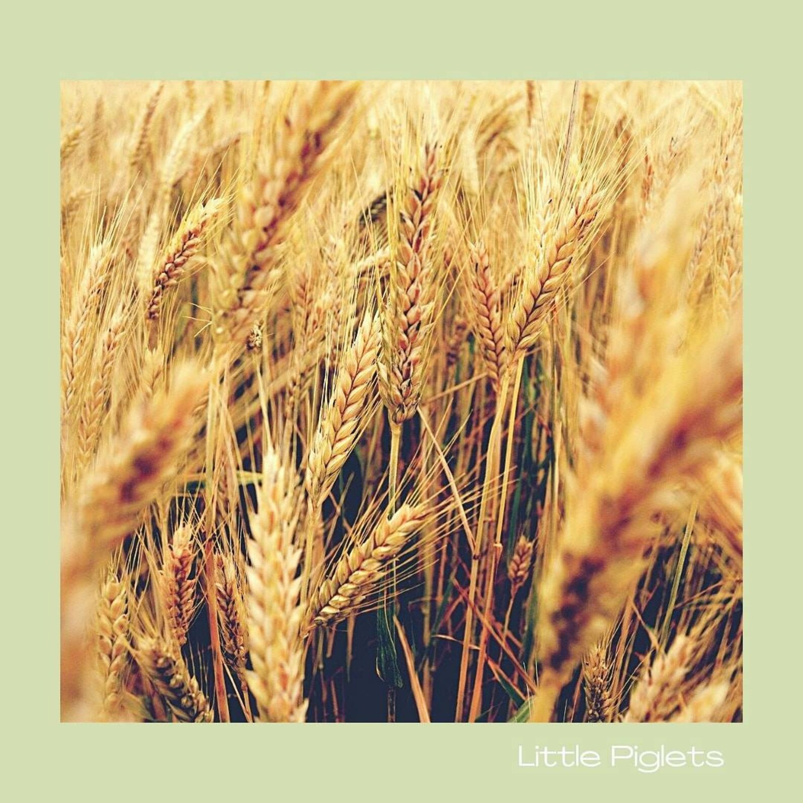 Timothy Hay Seeds Grow Your Own Timothy Grass for Small Etsy