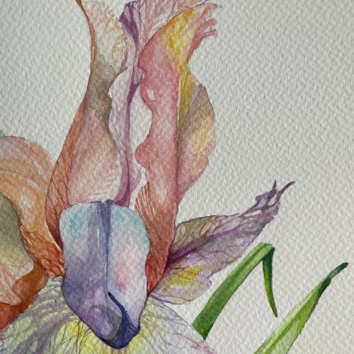 Orange and Purple Iris shops