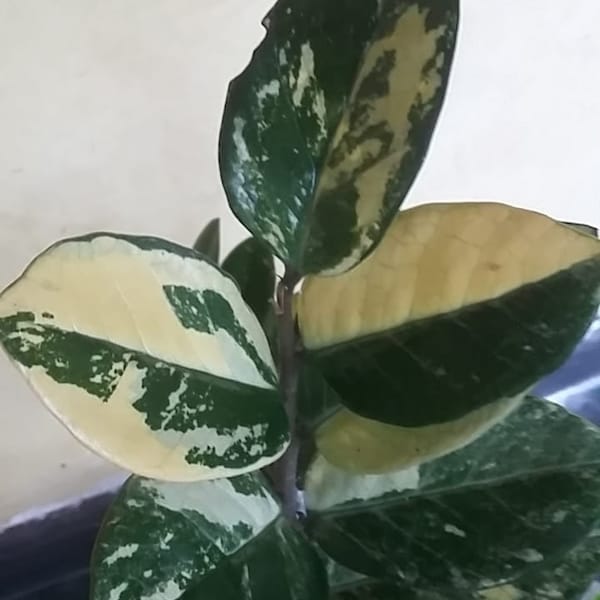 Zamioculcas zamiifolia | ZZ plant variegated | ZZ | with phytosanitary certificate