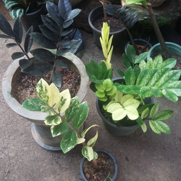 Zamioculcas zamiifolia - ZZ variegata | ZZ Noir | Plante ZZ Yellow 3 avec certificat phytosanitaire