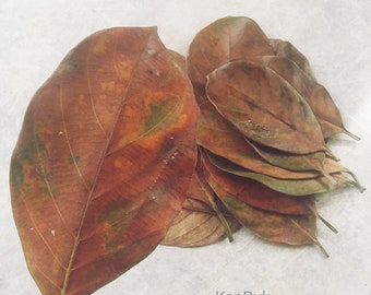 Jackfruit leaves for Aquarium