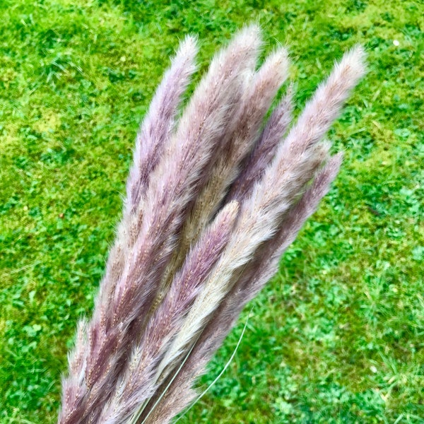 Natural Blush Mini Pampas Grass 80cm Fluffy Luxury Home Decor