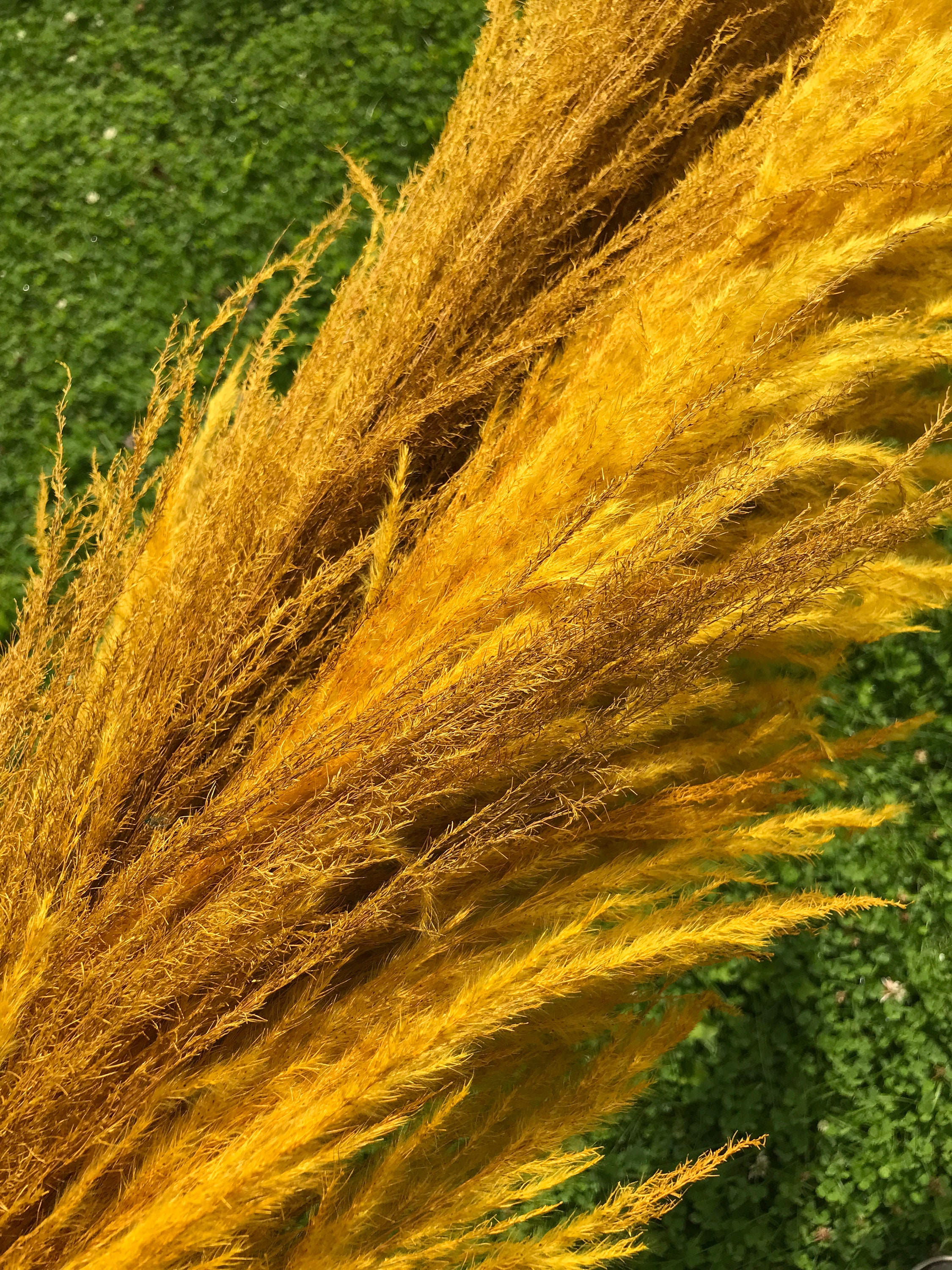 Yellow Mustard Ochre XXL Pampas Grass Large 150cm Tall Fluffy Etsy.de