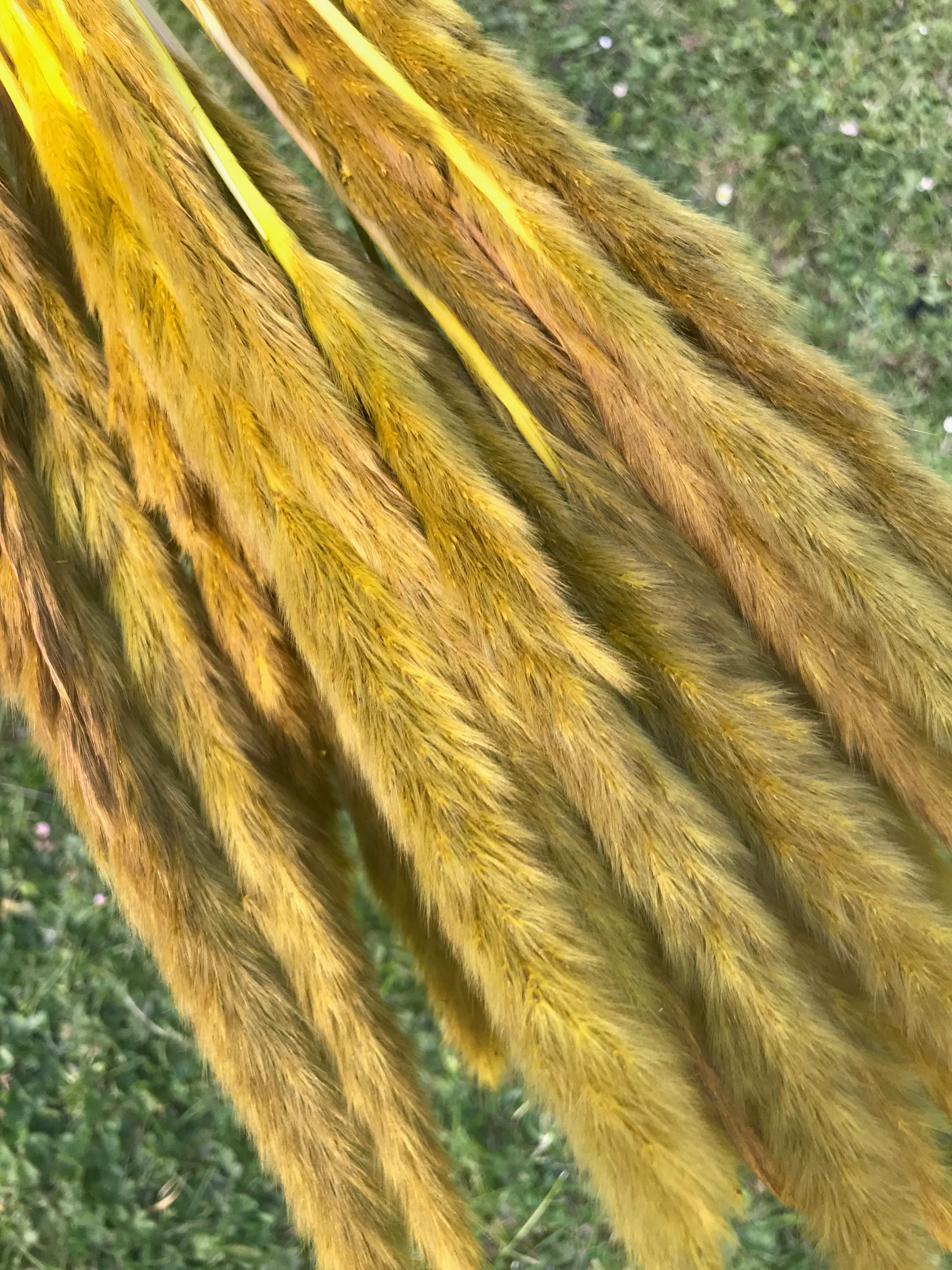 Mini Ochre Mustard Yellow Fluffy Pampas Grass 75cm Luxury Etsy UK