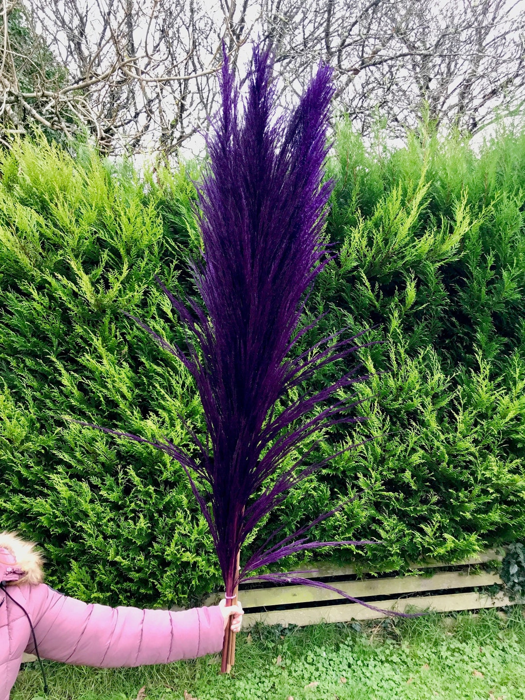 Deep Purple Pampas Grass Large 150cm Tall Fluffy Natural Home Etsy UK