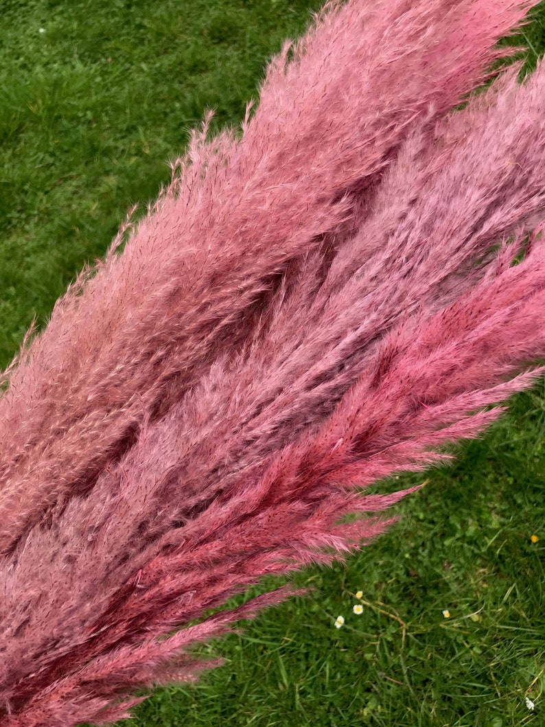 Pink Pampas Grass Stems 140cm Tall Fluffy Luxury Shades of Etsy