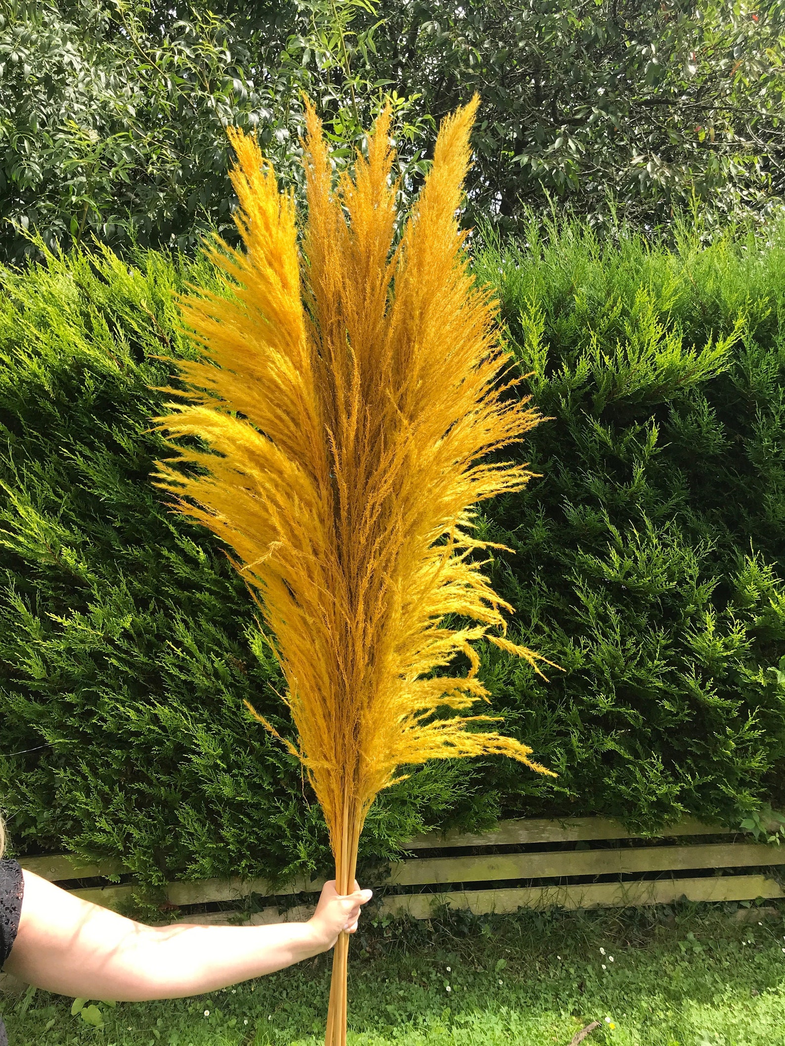 Mustard Ochre Yellow Pampas Grass Large 150cm Tall Fluffy Etsy