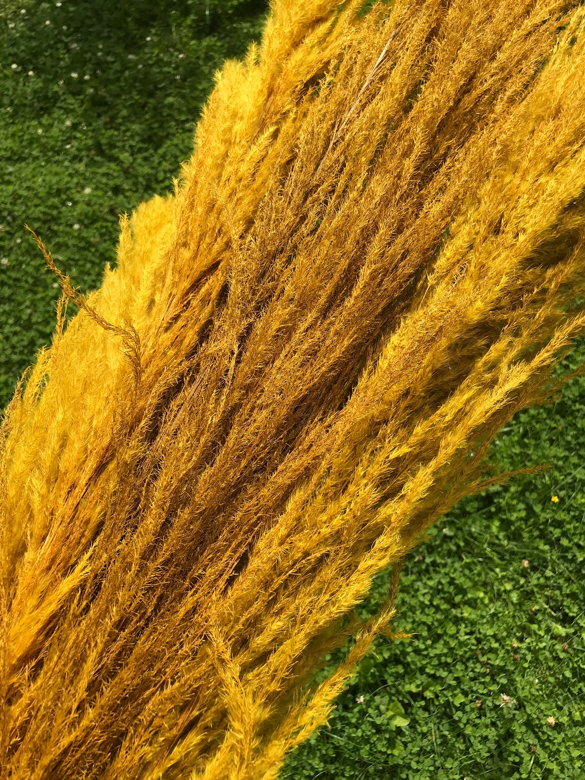 Mustard Ochre Yellow Pampas Grass Large 150cm Tall Fluffy Etsy