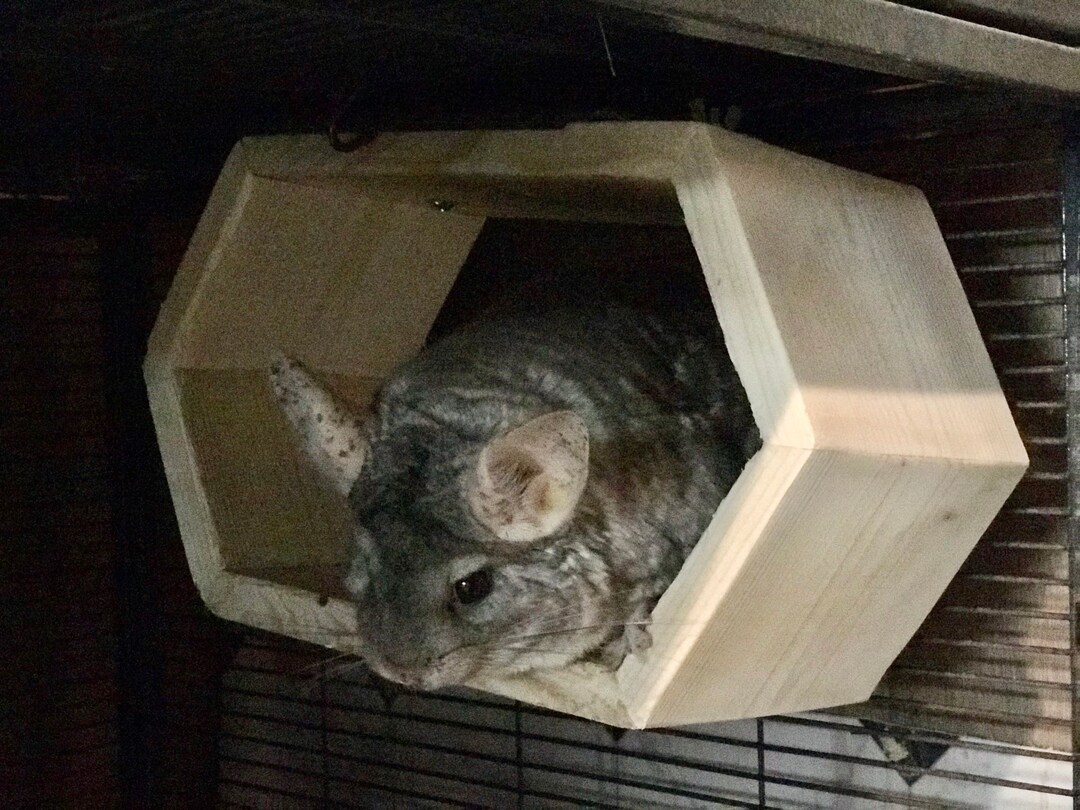 Chinchillas Tunnel Kiln Dried Pine Etsy